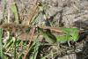 Locusta migratoria migratoria